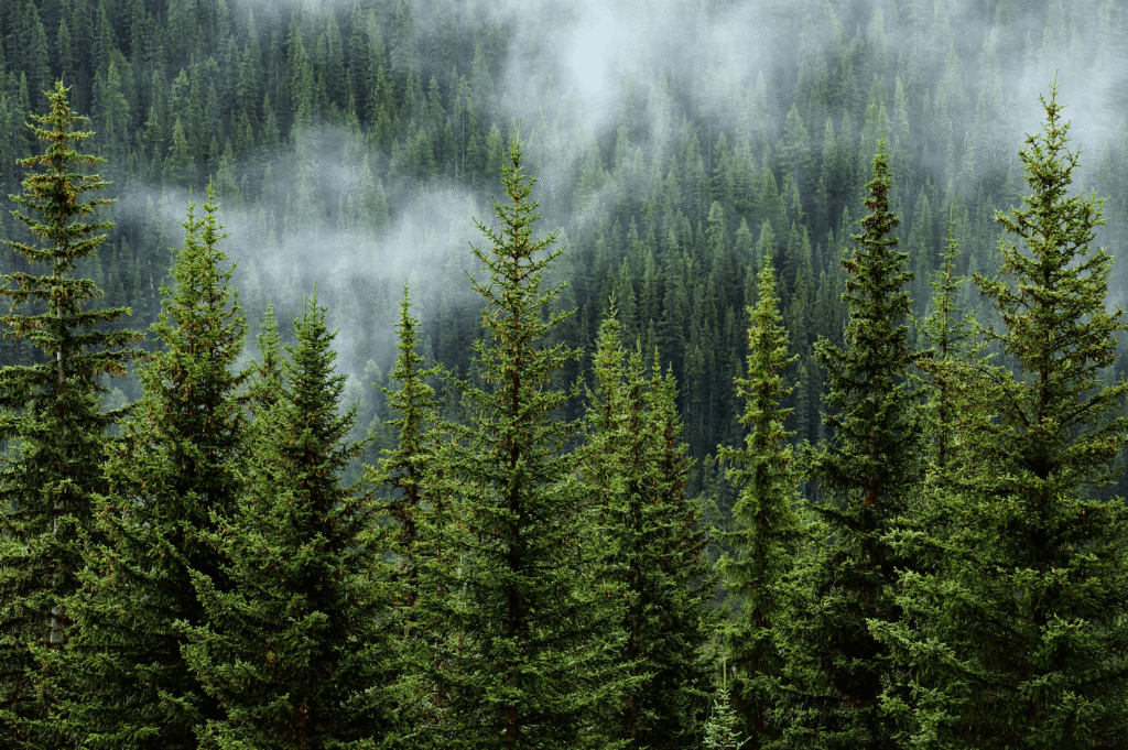 Cloudy Forest
