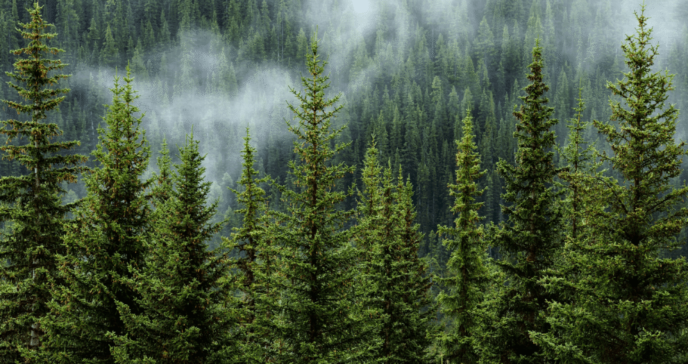 Cloudy Forest
