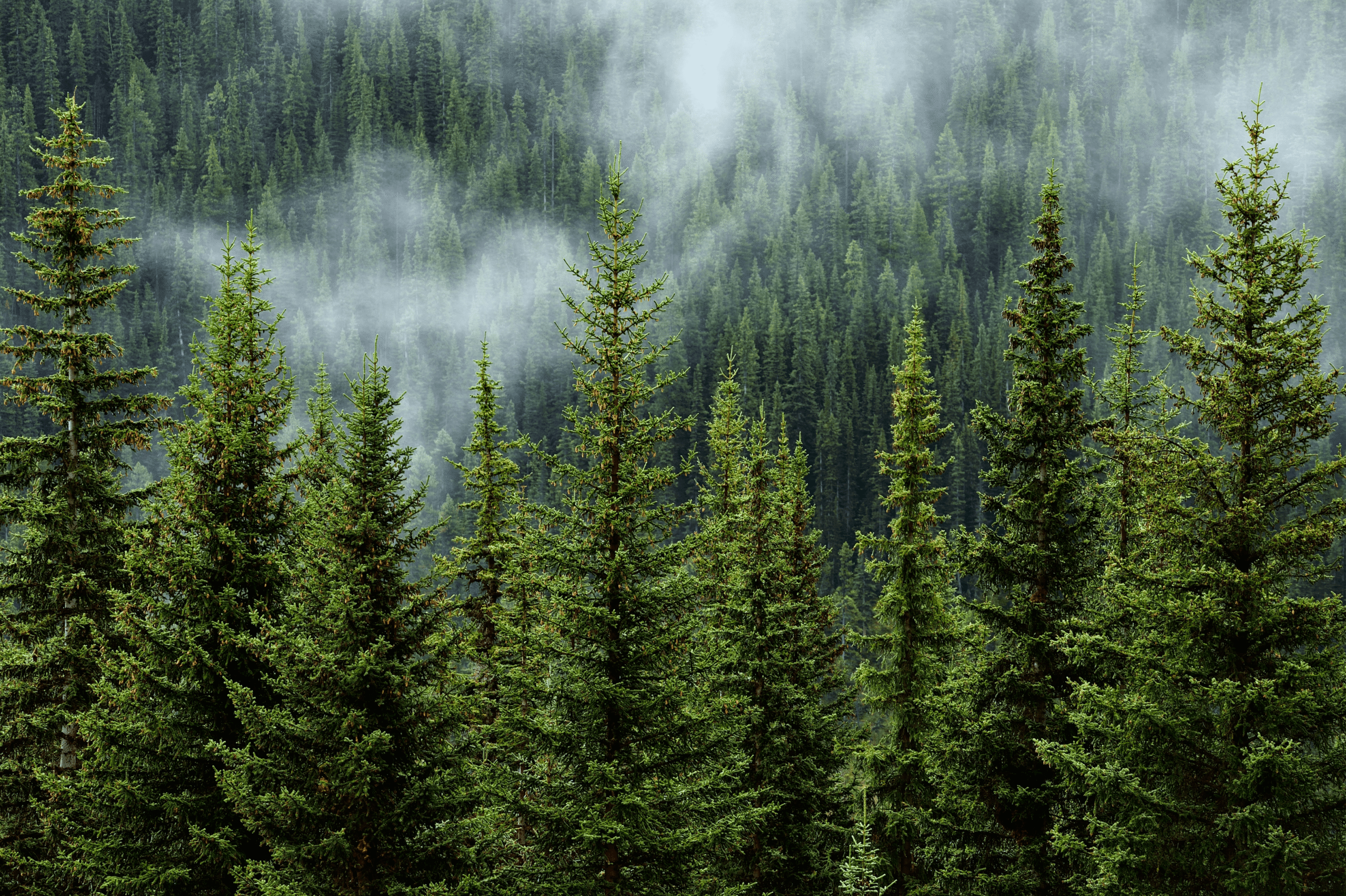 Cloudy Forest
